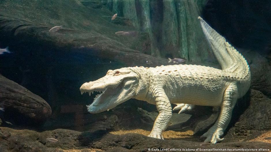 California's beloved albino alligator Claude dies at 30