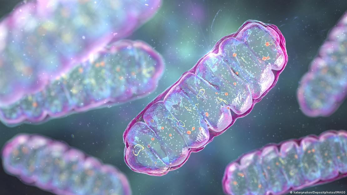 La mitocondria es la central energética donde la célula produce la mayor parte de su energía.