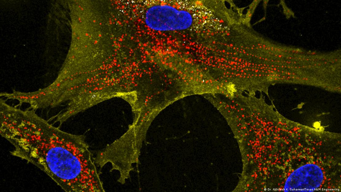 Nanoflores (blancas) ayudan a células sanas (amarillas) a transferir mitocondrias (rojas) a células vecinas. Núcleos en azul.