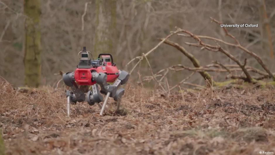 'Robo-dog' new weapon in fight to save forests – DW – 12/03/2025