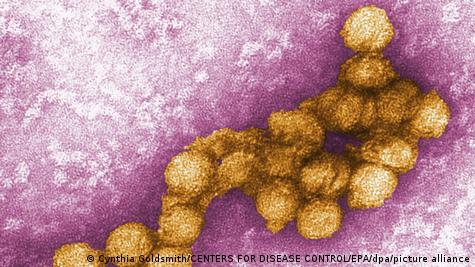 Vírus do Nilo Ocidental observado em um microscópio Vírus do Nilo Ocidental observado em um microscópio