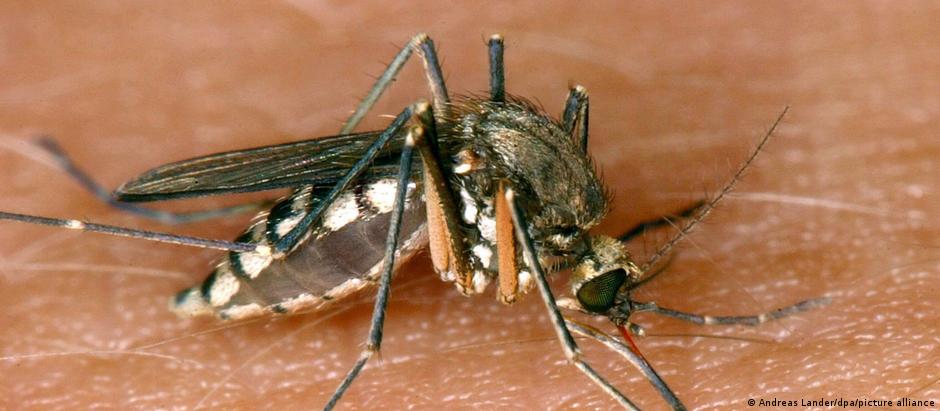 O mosquito comum é o transmissor do vírus do Nilo Ocidental