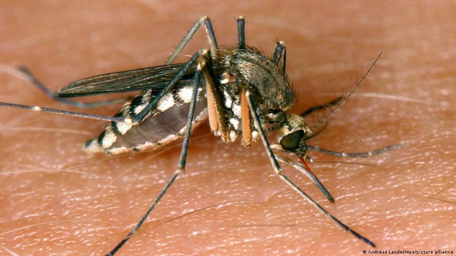 Komarci šire opasan virus širom Evrope
