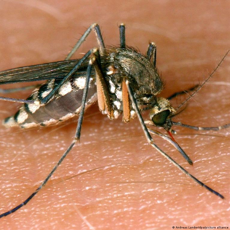 لدغة قاتلة ... هل البعوض أخطر الكائنات على كوكب الأرض؟