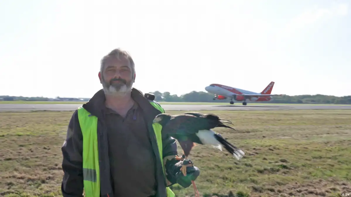Frankreich: Greifvögel verhindern Flugzeugabstürze Frankreich: Greifvögel verhindern Flugzeugabstürze