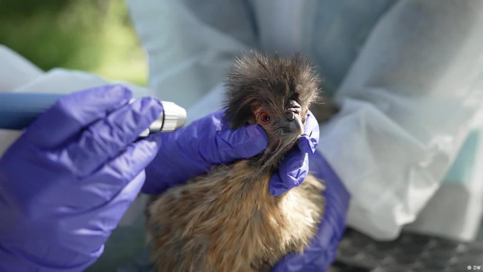 Zoonoses and the hidden pandemic risk in your backyard – DW – 12