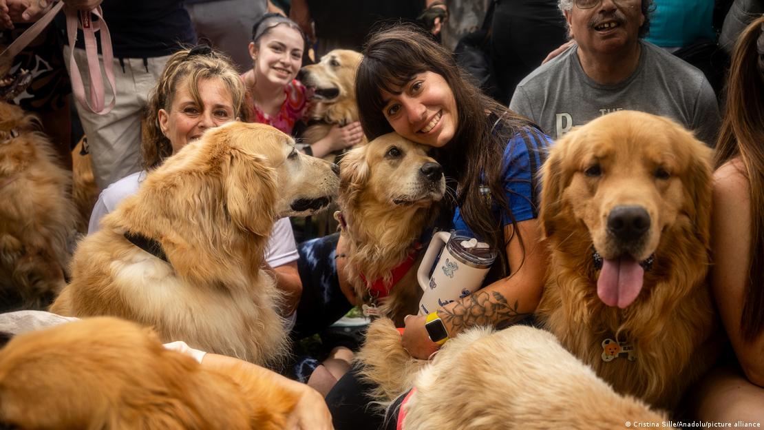 Argjentinë 2025 | Golden Retriever, disa qenë dhe disa persona bashkë