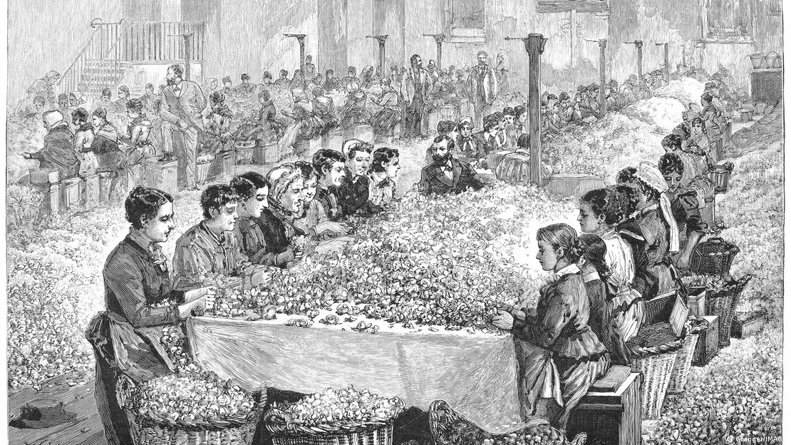 Grasse 1891 | Gra duke hequr petalet e luleve në fabrikën e parfumit Grasse 1891 | Gra duke hequr petalet e luleve në fabrikën e parfumit