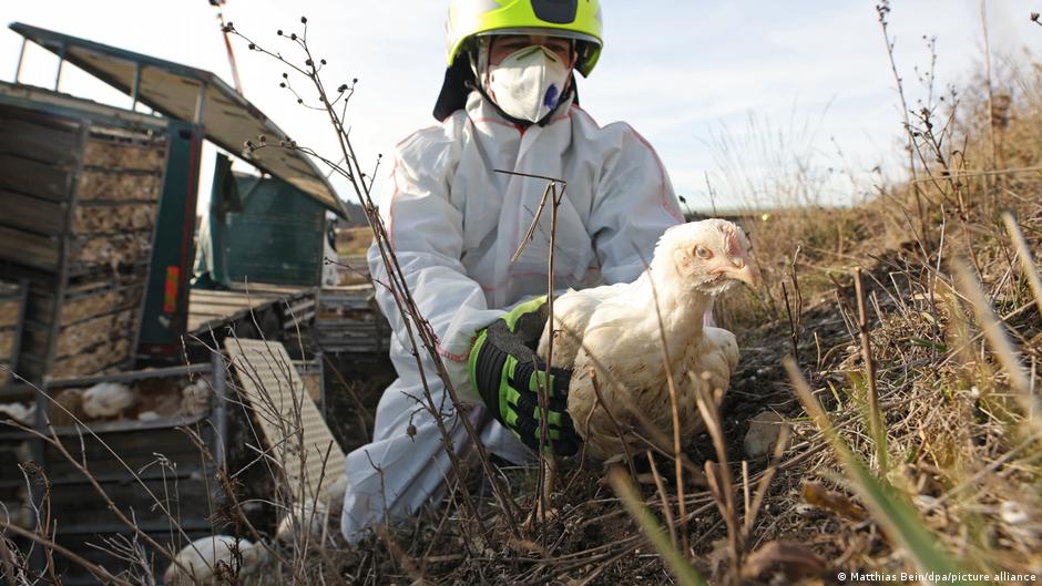 Chicken lorry overturns on German highway, most birds killed