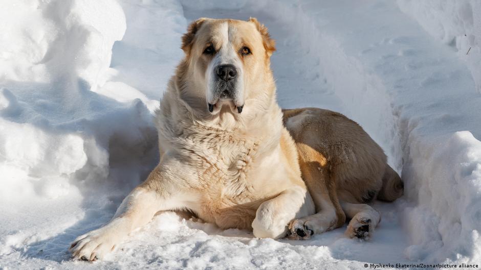 Swiss yodeling, yurt-making, Turkmen Alabay join UNESCO list