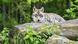 Foto de um lobo atrás de um tronco na floresta. Foto de um lobo atrás de um tronco na floresta.