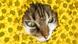 Los gatos ajustaron sus vocalizaciones según el género del cuidador en un estudio con cámaras montadas en el pecho. Los gatos ajustaron sus vocalizaciones según el género del cuidador en un estudio con cámaras montadas en el pecho.