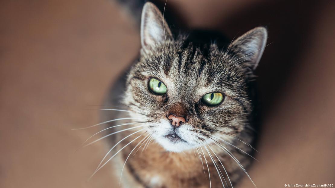Los científicos documentaron 22 comportamientos felinos durante los reencuentros con sus dueños en hogares de Turquía.
