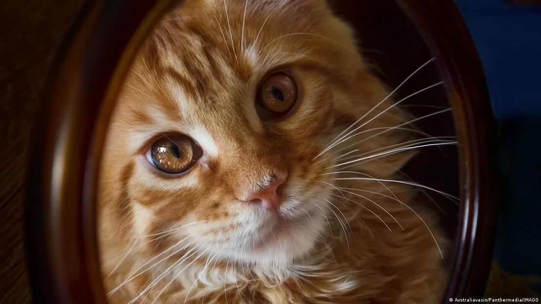 La investigación reveló que los felinos domésticos maullaron 4,3 veces en promedio a hombres frente a 1,8 veces a mujeres.