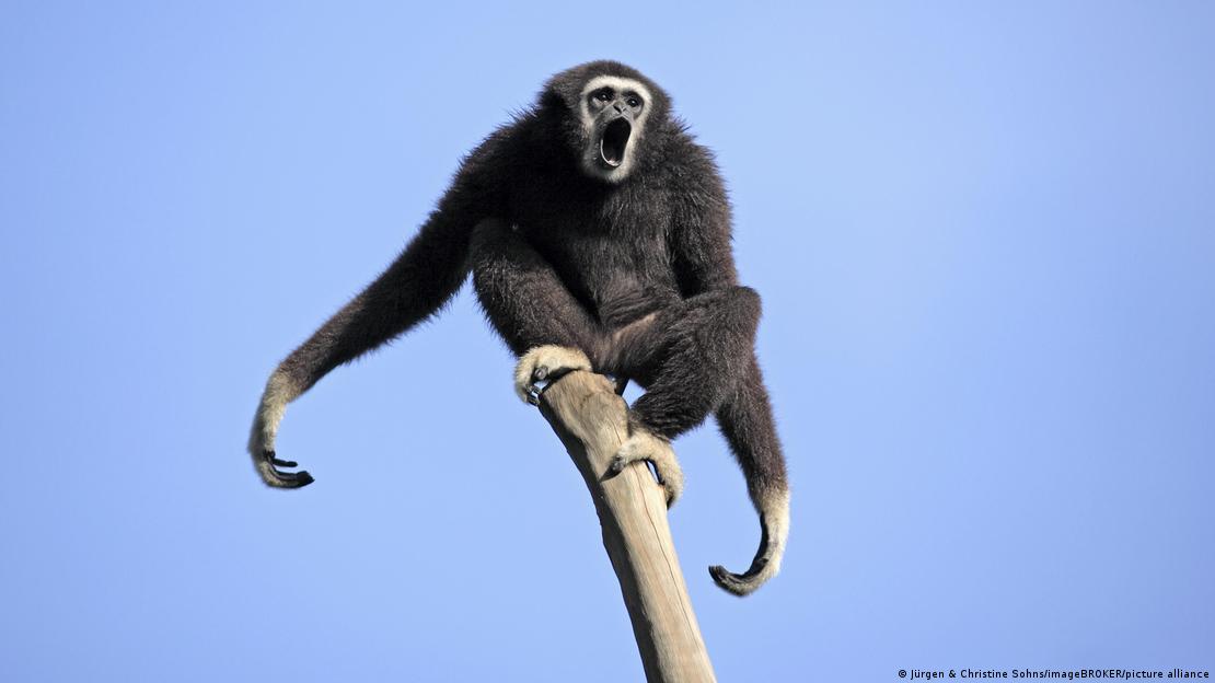 El gibón de manos blancas (Hylobates lar) registró un 64 % de hermanos completos, situándose justo por debajo del ser humano en la escala de monogamia. El gibón de manos blancas (Hylobates lar) registró un 64 % de hermanos completos, situándose justo por debajo del ser humano en la escala de monogamia.