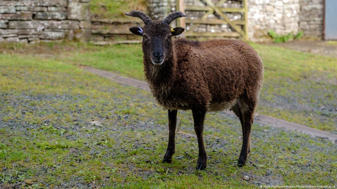La oveja Soay, que vive asilvestrada en Escocia, ocupa el último lugar en monogamia con apenas 0,6 % de hermanos completos. La oveja Soay, que vive asilvestrada en Escocia, ocupa el último lugar en monogamia con apenas 0,6 % de hermanos completos.