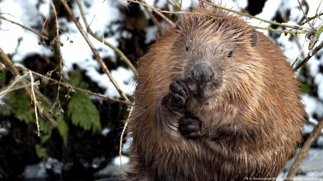 Castor euroasiático: uno de los mamíferos más monógamos del planeta, con un 73 % de hermanos completos. Castor euroasiático: uno de los mamíferos más monógamos del planeta, con un 73 % de hermanos completos.