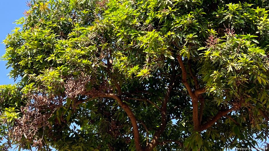 በማንጎ ተክል በሽታ ላይ የተደረገው ምርምር በማንጎ ተክል በሽታ ላይ የተደረገው ምርምር