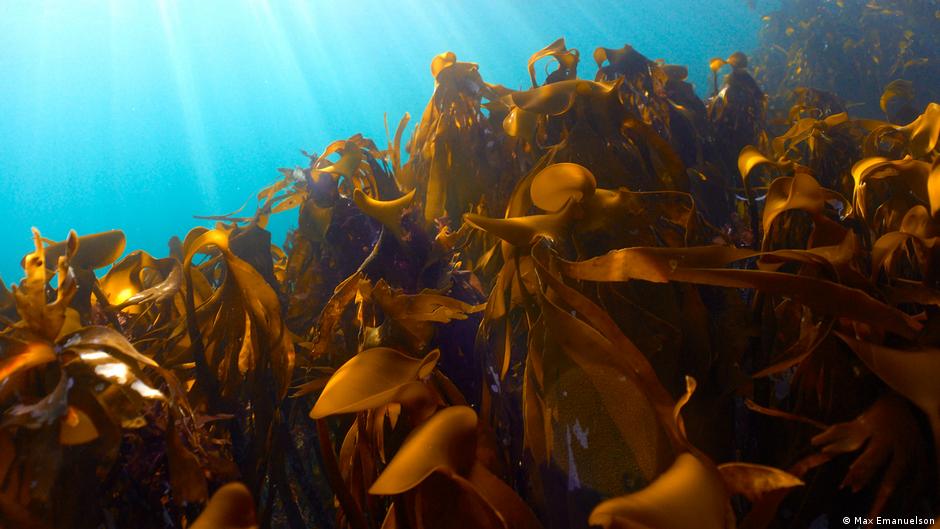 How bringing back a humble algae to Arctic waters makes all the difference