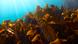 Looking at a kelp forest with brownish leaves growing on the seafloor, while we see beams of light shining through the water from above. Looking at a kelp forest with brownish leaves growing on the seafloor, while we see beams of light shining through the water from above.