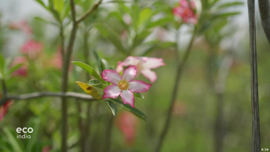 Tamil Nadu: Growing rare desert roses with zero fertilizer – DW – 01