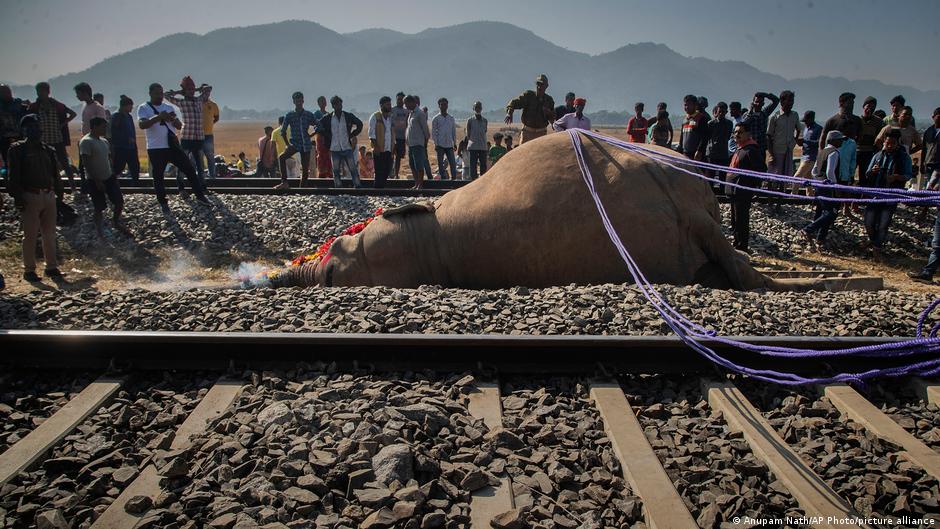 India: 7 elephants killed in passenger train collision  DW  12/20/2025