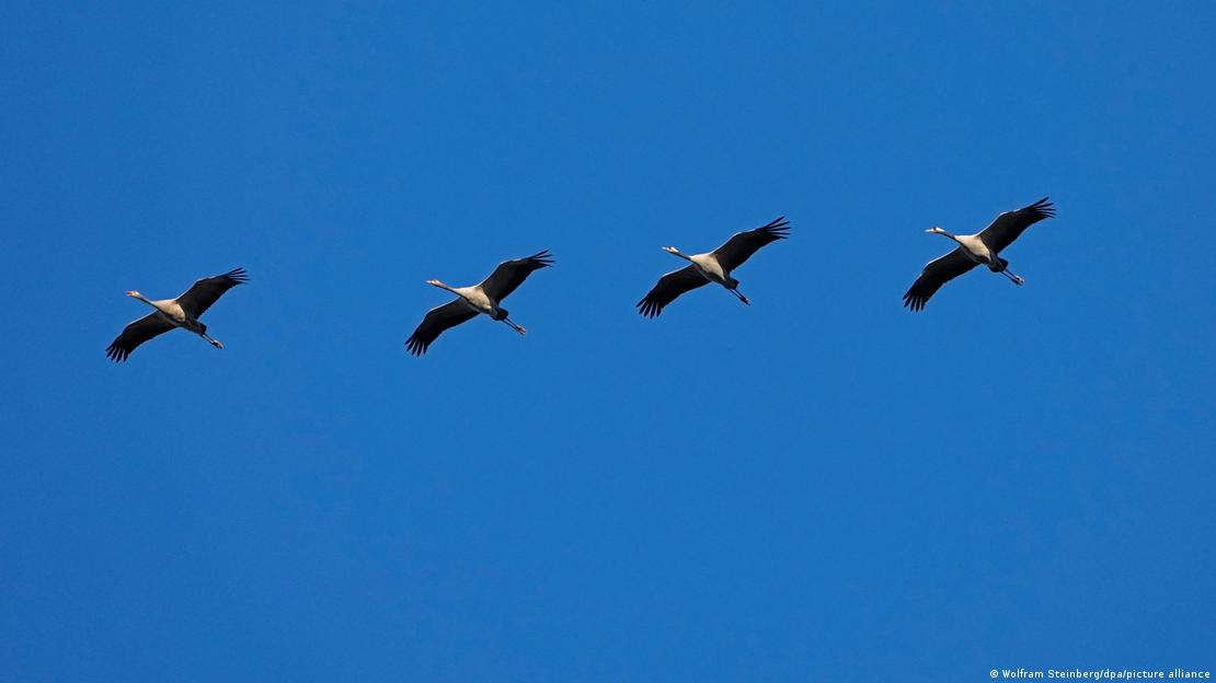 Deutschland Kloster Lehnin 2025 | Vier Kraniche aus der Froschperspektive gesehen, fliegen gemeinsam am blauen Himmel (23.11.2025) Deutschland Kloster Lehnin 2025 | Vier Kraniche aus der Froschperspektive gesehen, fliegen gemeinsam am blauen Himmel (23.11.2025)
