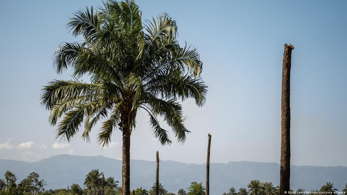 Una vista de las palmeras utilizadas para la producción de aceite de palma en Guatemala.