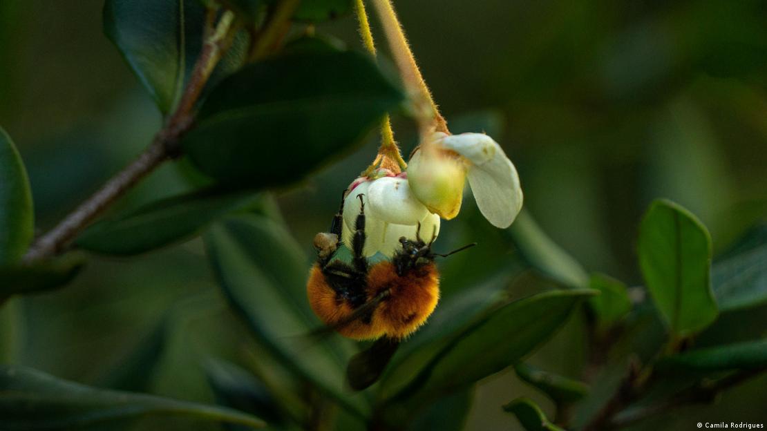 Abejorro gigante de la Patagonia (Bombus dahlbomii).