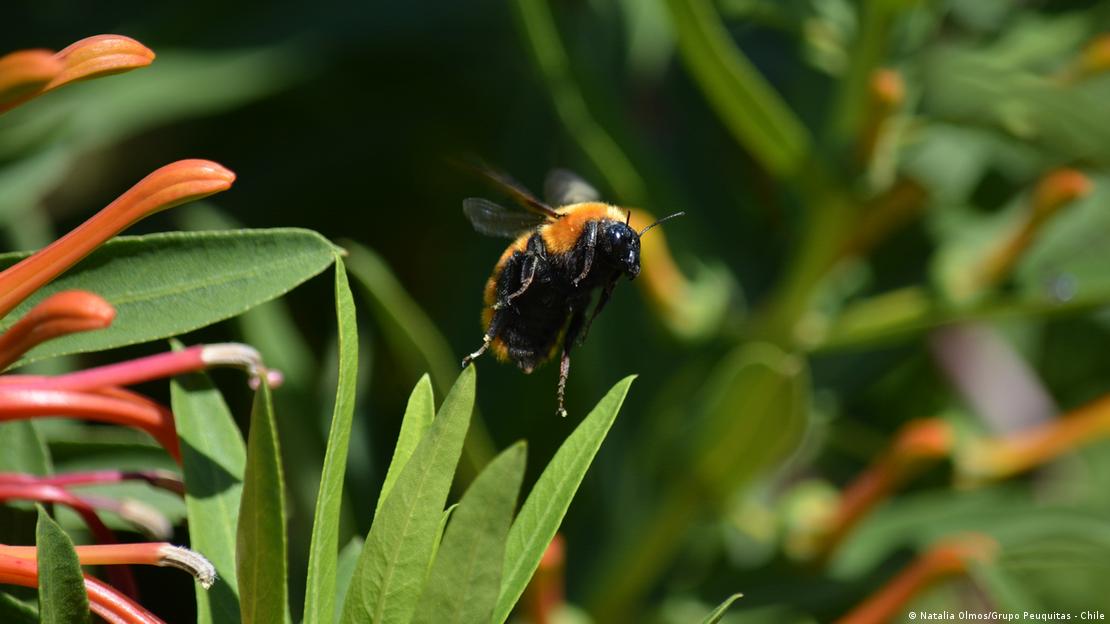 Abejorro gigante de la Patagonia (Bombus dahlbomii).