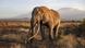 An iconic super tusker, named Craig, died of natural causes in January, 2026.