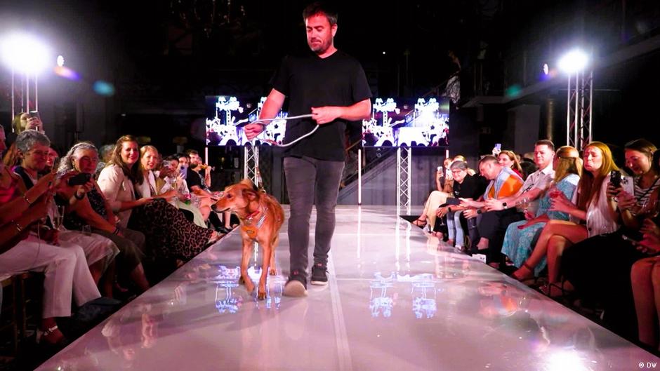 Stray to slay: Africa's furriest revolution