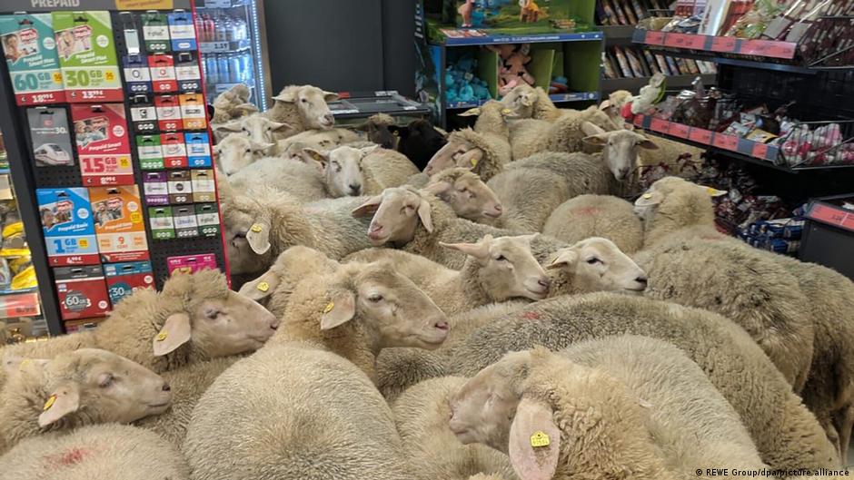 Baa-rgain hunters: 50 sheep visit German supermarket