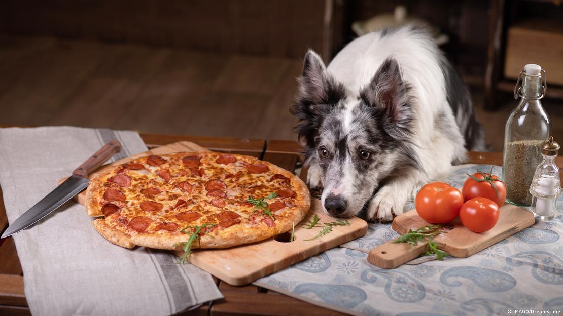 Border collie con una pizza y tomates.