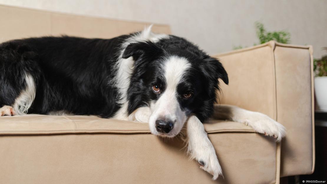 Perro recostado sobre un sofá. Perro recostado sobre un sofá.