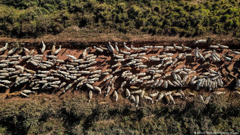 What the EU-Mercosur deal might mean for the environment