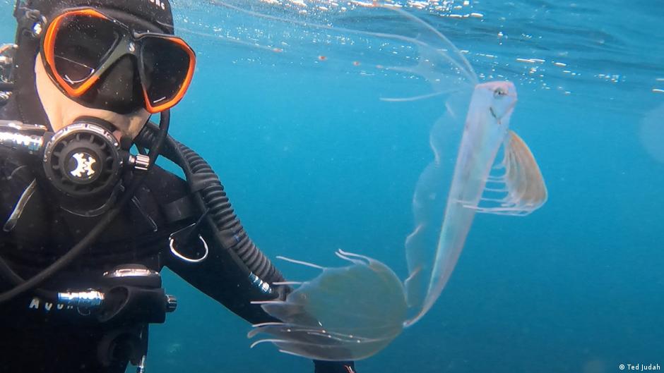 Hallan raro pez de aguas profundas a metros de la superficie