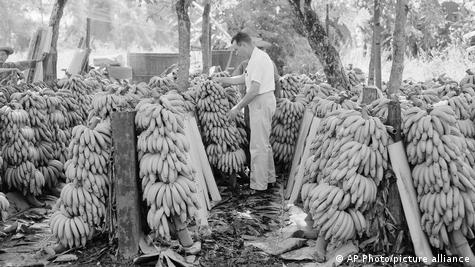 Контрола на квалитетот на бананите од работник на Јунајтед фрут во Хондурас. септември 1954