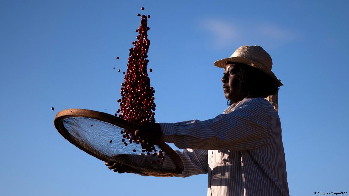 Brezilya'da çiftçi bir kadın kahve çekirdeklerini elerken görülüyor 