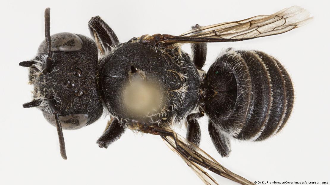 Australia suma una nueva especie inquietante: una abeja con cuernos en el rostro, bautizada “lucifer”, descubierta en una zona amenazada y clave para la biodiversidad. Australia suma una nueva especie inquietante: una abeja con cuernos en el rostro, bautizada “lucifer”, descubierta en una zona amenazada y clave para la biodiversidad.