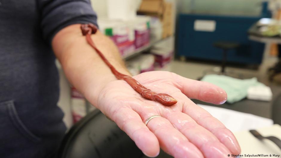 gusano mascota rompe récord de longevidad