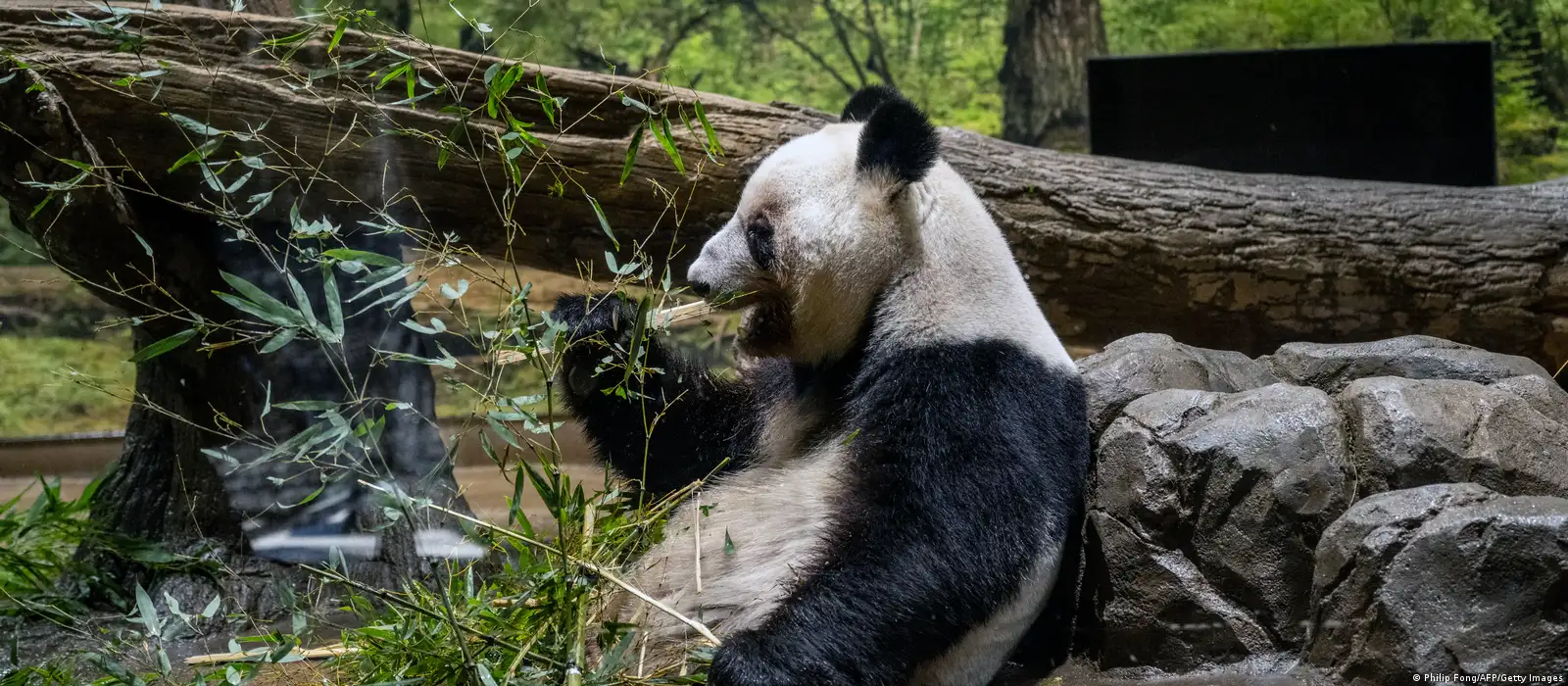 Los osos pandas de Tokio parten hacia China Los osos pandas de Tokio parten hacia China