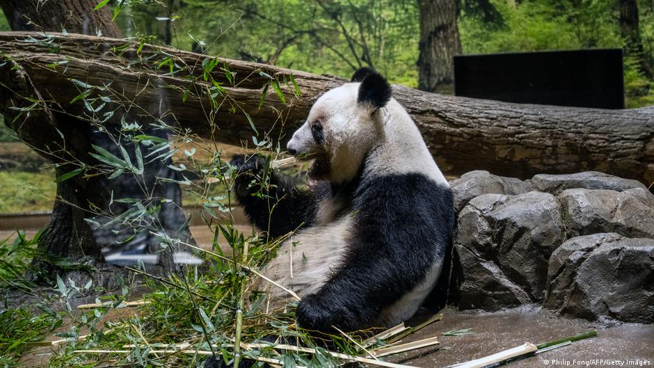 Japan returns last two pandas to China amid strained ties