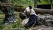 Great panda eating in an enclosure Great panda eating in an enclosure