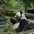 Great panda eating in an enclosure