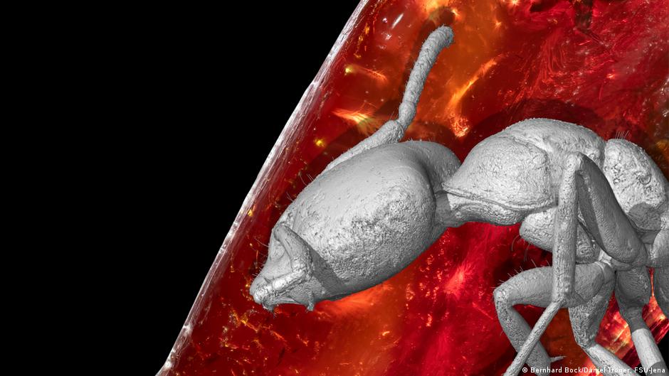 Сенсаційна знахідка в бурштині Йоганна Вольфґанґа фон Ґете