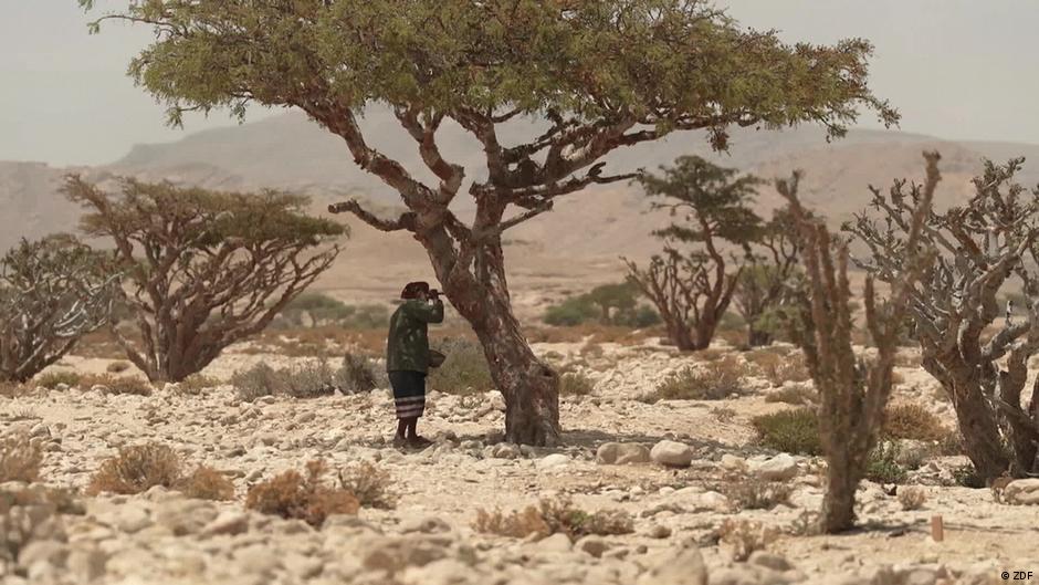 Oman's frankincense, an ancient treasure today