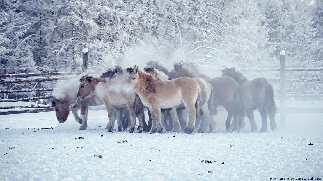 2026 Year of the Horse: Humans and horses go way back