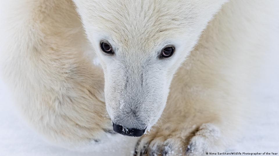 Un osezno polar acompañó a su madre en Svalbard antes de ser abatido por las autoridades tras acercarse a asentamientos humanos.