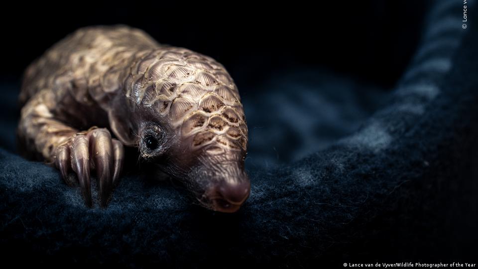 Una cría de pangolín huérfana fue rescatada en Sudáfrica tras ser víctima del tráfico ilegal de fauna.